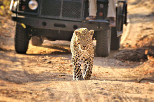 Afrique du Sud - Sabi Sands Game Reserve - Idube Game Reserve