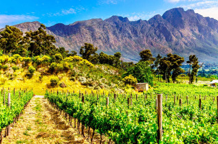 Afrique du Sud - La Route des Vins - ©Shutterstock, Harry Beugelink