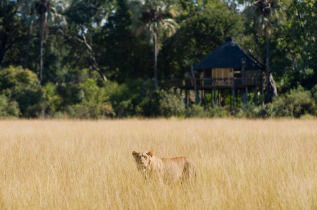 Botswana - Delta de l'Okavango - Wilderness Safaris - Kwetsani Camp © Dana Allen