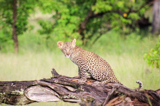 Botswana-Delta de l'Okavango - Camp Moremi