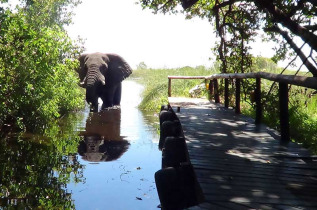 Botswana - Delta de l'Okavango - Shinde