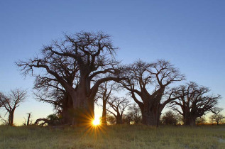 Botswana - Nxai Pan National Park  ©Shutterstock, Hannes Thirion