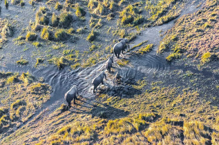 Botswana - Delta de l'Okavango - Troupeau d'éléphants - ©Shutterstock, Vadim Petrakov