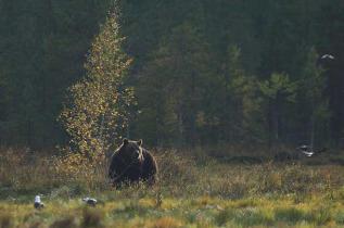 Nuit en petit affut au Boreal Wildlife Center