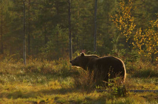 Finlande - Circuit Rennes, élans, ours et couleurs d'automne