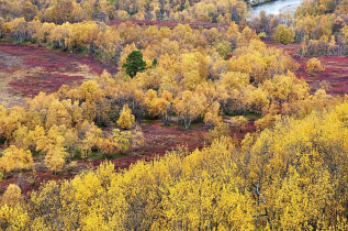 Finlande - Circuit Rennes, élans, ours et couleurs d'automne