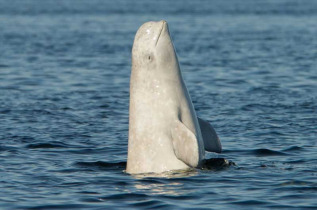 Belugas de Russie et ours de Finlande