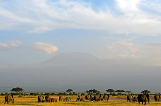 Kenya - Parc national Amboseli ©Shutterstock, attila jandi