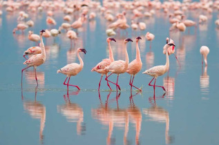 Kenya - Lake Nakuru - ©shutterstock, antonio jorge nunes