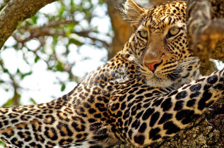 Kenya - Masai Mara ©Shutterstock, travel stock
