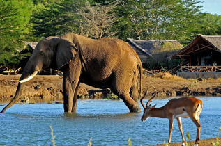 Kenya - Parc national Tsavo East - Satao Camp