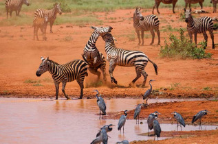 Kenya - Tsavo ©Shutterstock, andrzej kubik