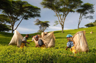 Malawi - Tea Estate - Staemwa - Huntingdon House