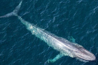 Mexique - Basse Californie - Baja Expeditions - Baja Ultimate Whales