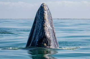 Mexique - Basse Californie - Baja Expeditions - Baja Ultimate Whales