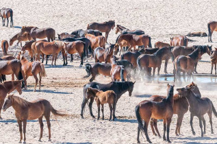 Namibie - Aus  - Chevaux du désert ©Shutterstock, Grobler Du Preez