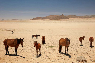 Namibie - Aus  - Chevaux du désert - ©Shutterstock, Danita Delimont
