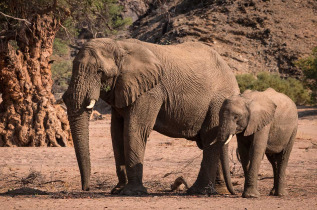 Namibie - Damaraland, Elephants ©Shutterstock,  Janelle Lugge