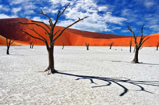 Namibie - Désert du Namib, Deadvlei ©Shutterstock, Oleg Znamenskiy