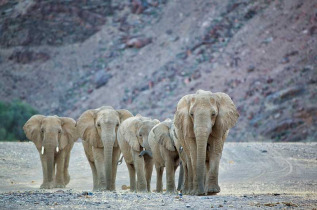 Namibie - Kaokoland - Hoanib Valley - Natural Selection - Hoanib Valley Camp