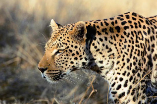 Namibie - Réserve naturelle d'Okonjima - AfriCat Foundation