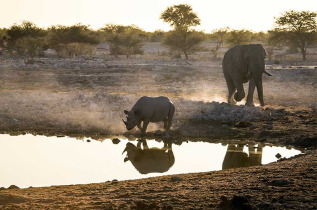 Namibie - Parc national d'Etosha ©Shutterstock, 2630Ben