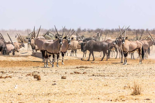 Namibie - Parc national d'Etosha ©Shutterstock, Benny Marty