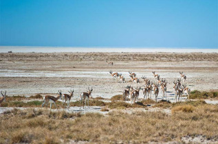 Namibie - Parc National d'Etosha, Safari au Etosha Safari Camp ©Gondwana Collection