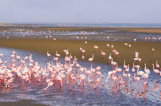 Namibie - Walvis Bay - Flamants roses ©Shutterstock, Fabio Lamanna