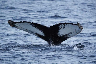 Norvège - Croisière baleines et orques © Brim Explorer - Silent Whale Watching