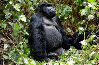 Rwanda - Gorilles du parc des Volcans