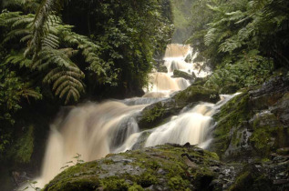 Rwanda - Gorilles du parc des Volcans