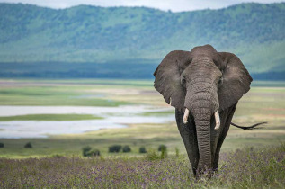 Tanzanie - Cratère du Ngorongoro