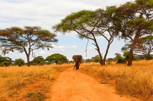 Tanzanie - Parc national Tarangire ©Shutterstock, hannes thirion