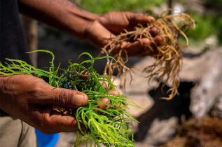 Tanzanie - Zanzibar - Excursion à la demi-journée à Seaweed Center ©Shutterstock, Gideon Ikigai