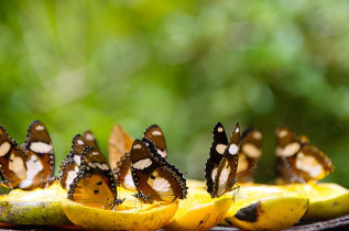 Tanzanie - Zanzibar - Parc national de Jozani et Butterfly Centre ©Shutterstock, Ventura