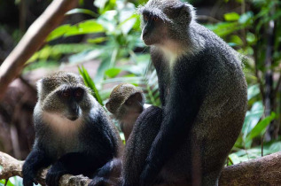 Tanzanie - Zanzibar - Parc national de Jozani et Butterfly Centre ©Shutterstock, Ventura