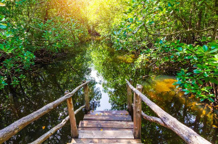 Tanzanie - Zanzibar - Parc national de Jozani et Butterfly Centre ©Shutterstock, Sander Meertins photography