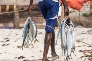 Tanzanie - Zanzibar - Excursion sur l'Ile de Tumbatu ©Shutterstock, Natalya Bozadzhy