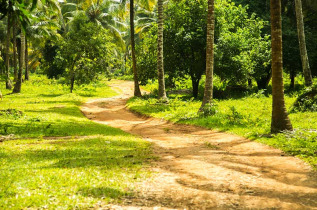 Tanzanie - Zanzibar - Visite guidée à la découverte des épices de Zanzibar ©Shutterstock, Bob Pool