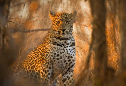Afrique du Sud - Parc national Kruger ©Shutterstock, Neil Burton