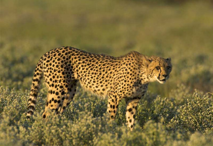 Botswana - Delta de l'Okavango ©Shutterstock, Arturo de Frias