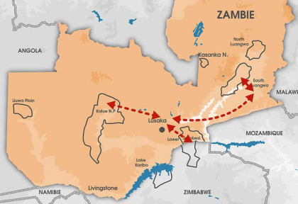 Zambie - Safari Zambie exclusive