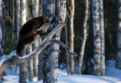 Finlande - La taiga en hiver - glouton