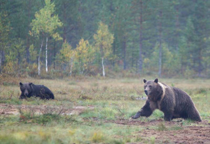 Nuit en petit affut au Boreal Wildlife Center