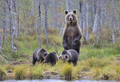 Finlande - Circuit Ours et oursons du Kainuu