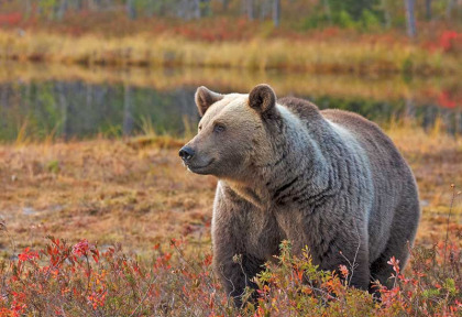 Finlande - Vartius - Au pays des Ours - ©Bear Center