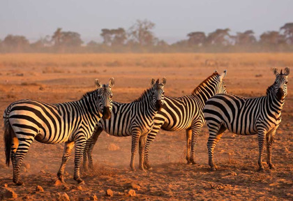 Kenya - Parc national Amboseli ©Shutterstock, andrzej kubik