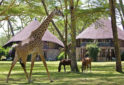 Kenya - Naivasha Sopa Lodge