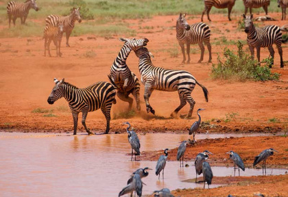 Kenya - Tsavo ©Shutterstock, andrzej kubik